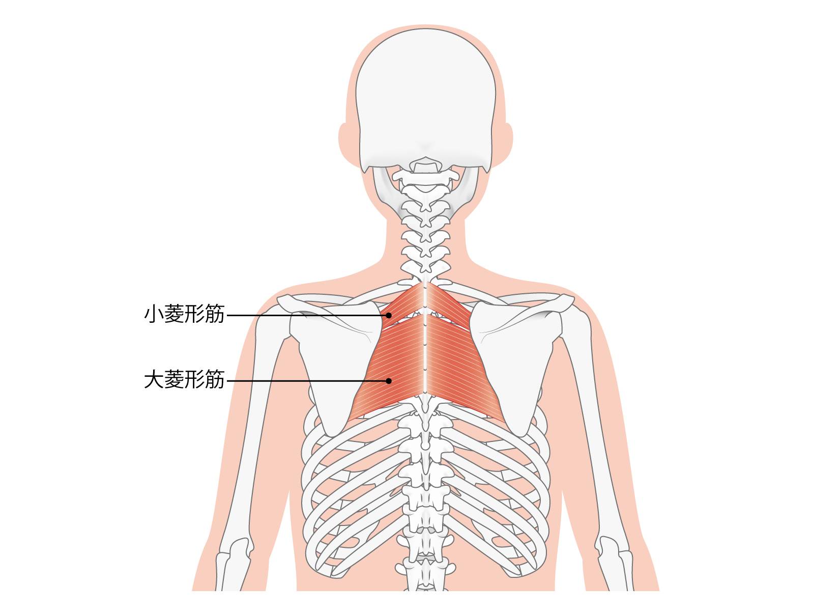 菱形筋
