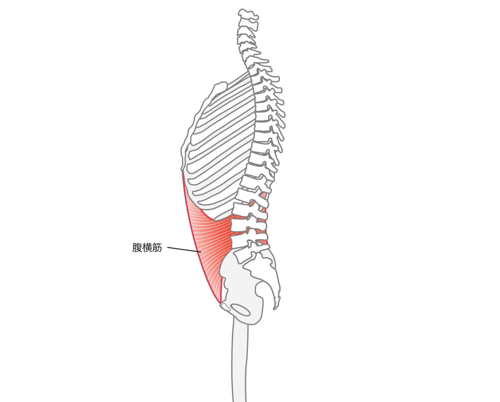 腹横筋