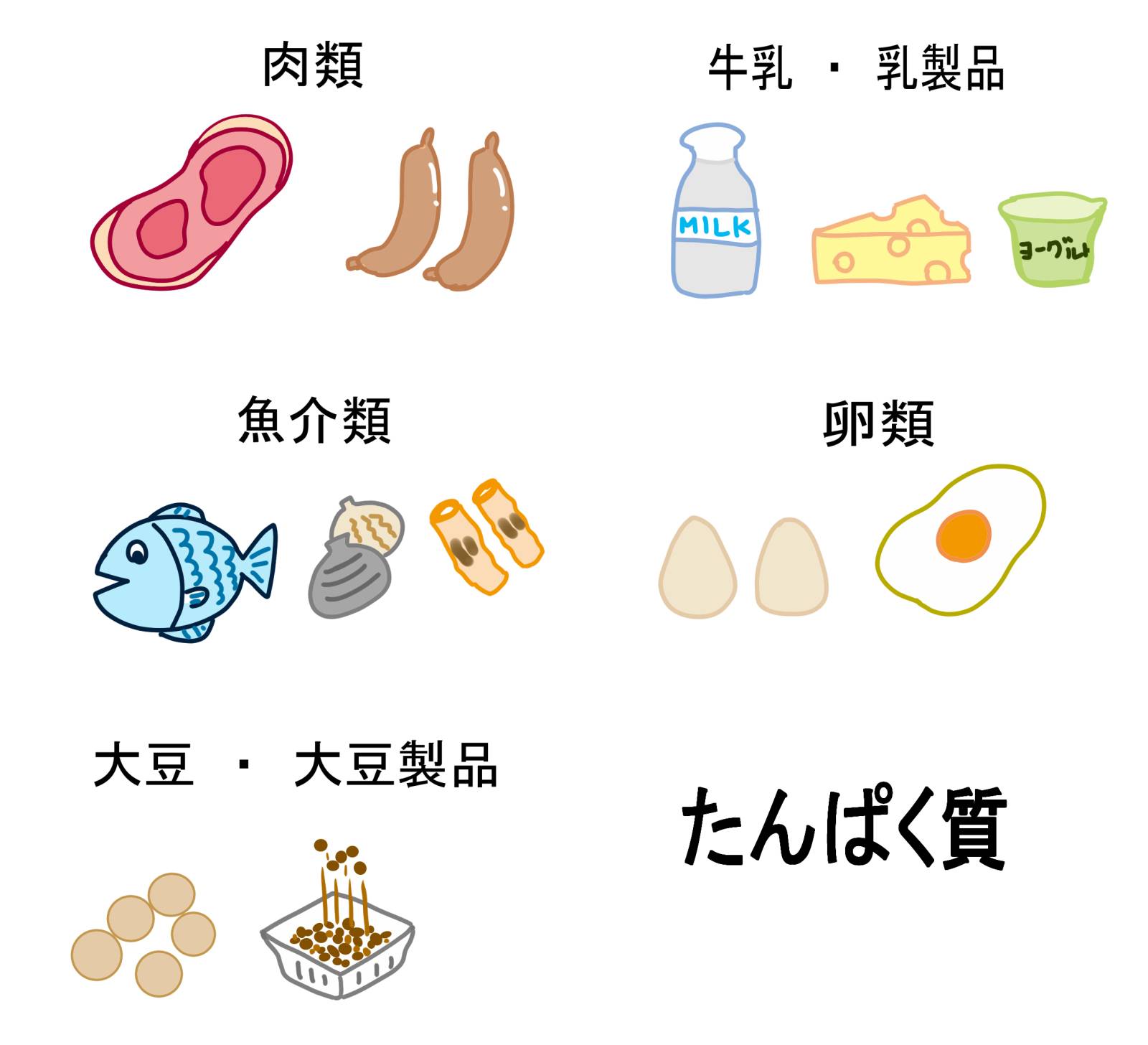 たんぱく質イラスト