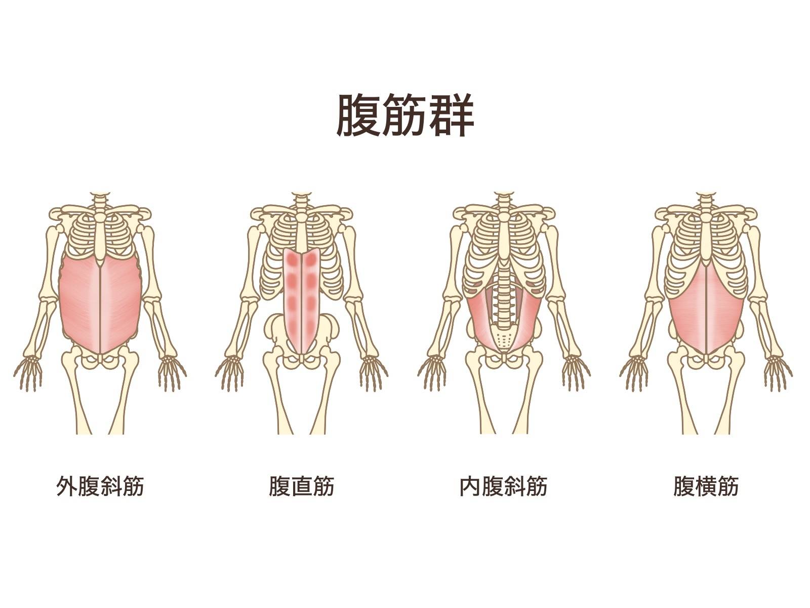 お腹筋肉イラスト