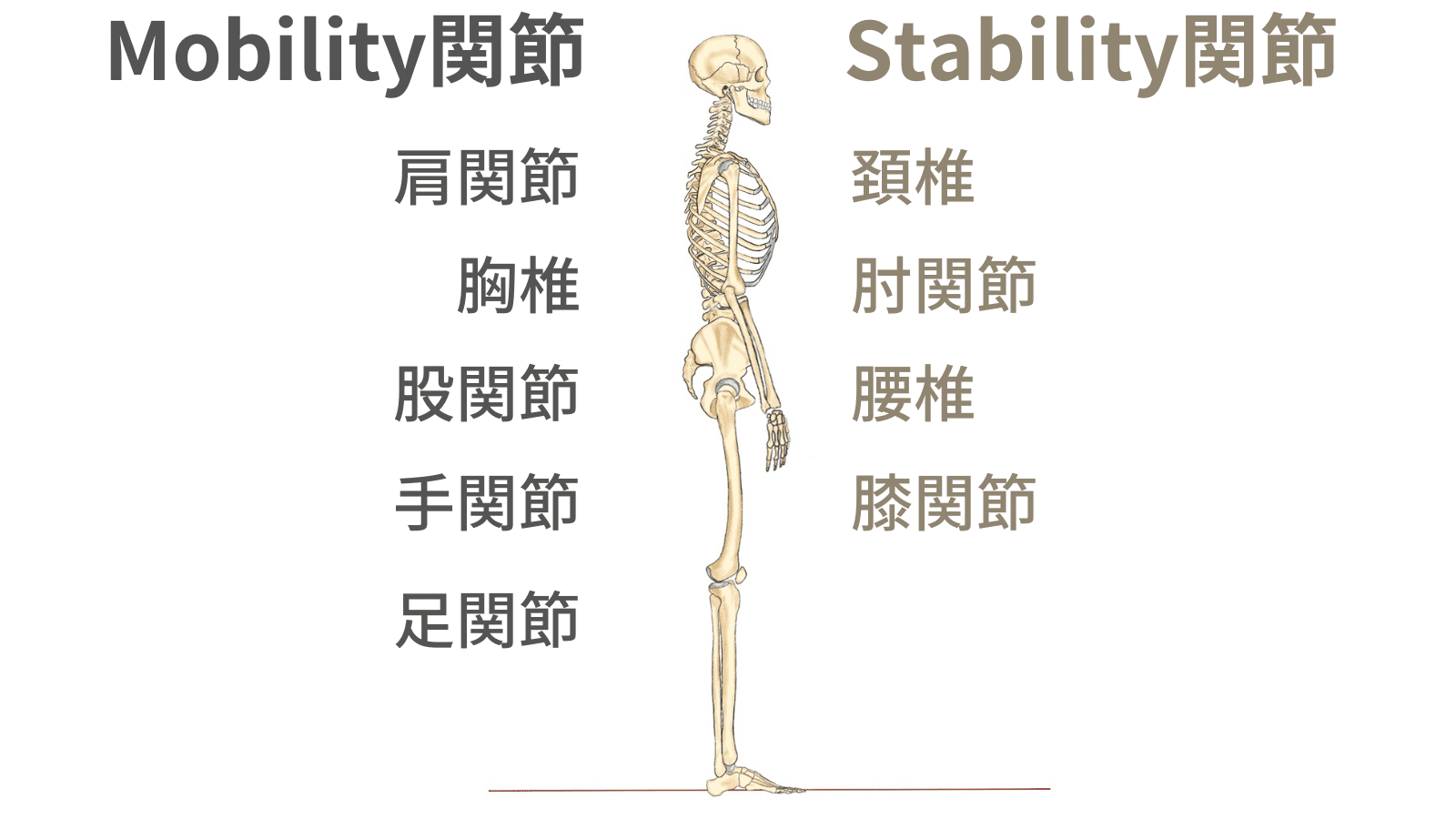 関節　Mobility　Stability