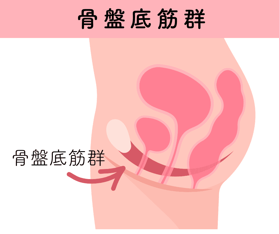 骨盤底筋群