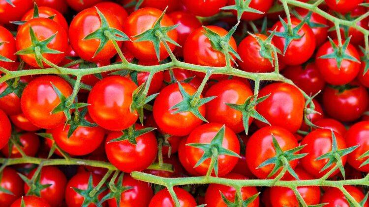 【トマトを毎日食べると肝臓の脂肪が減る?】最新研究で分かったトマトと肝臓の関係とは