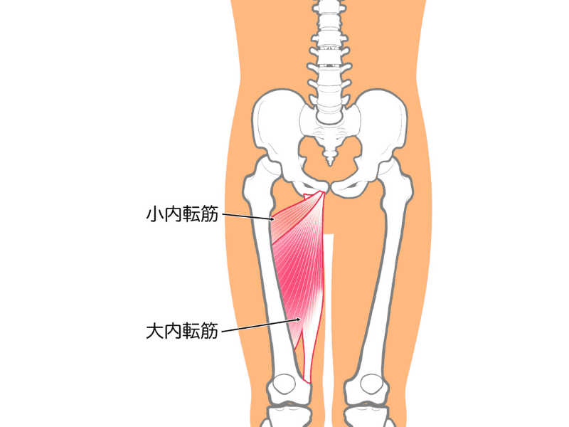 内転筋