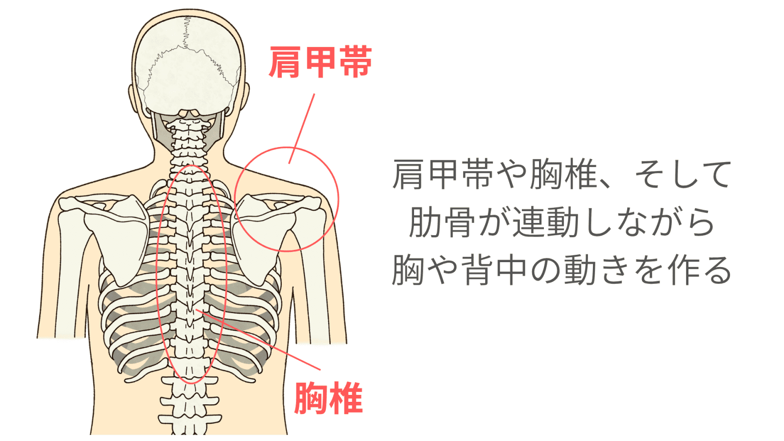 胸椎