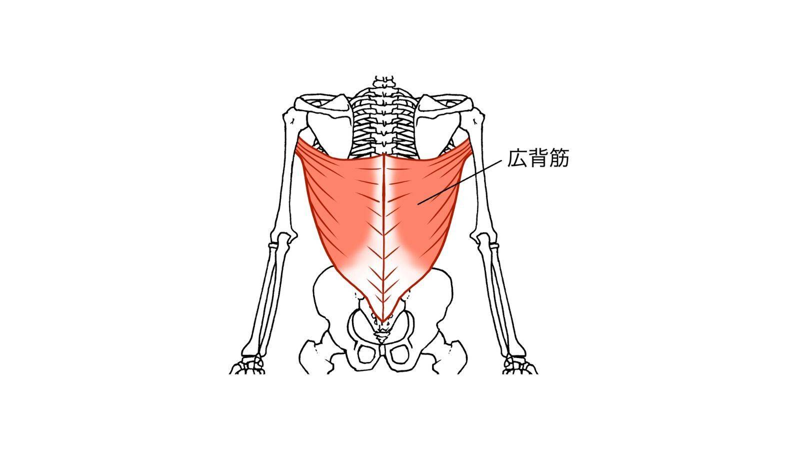 広背筋