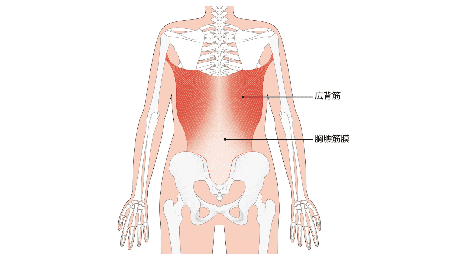 広背筋