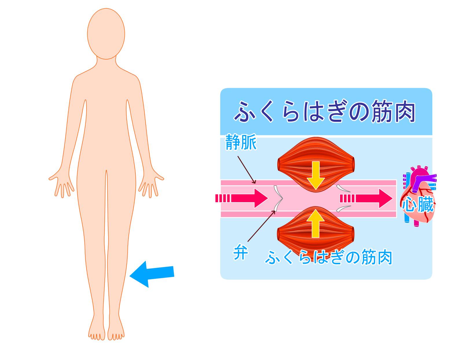 筋ポンプ作用