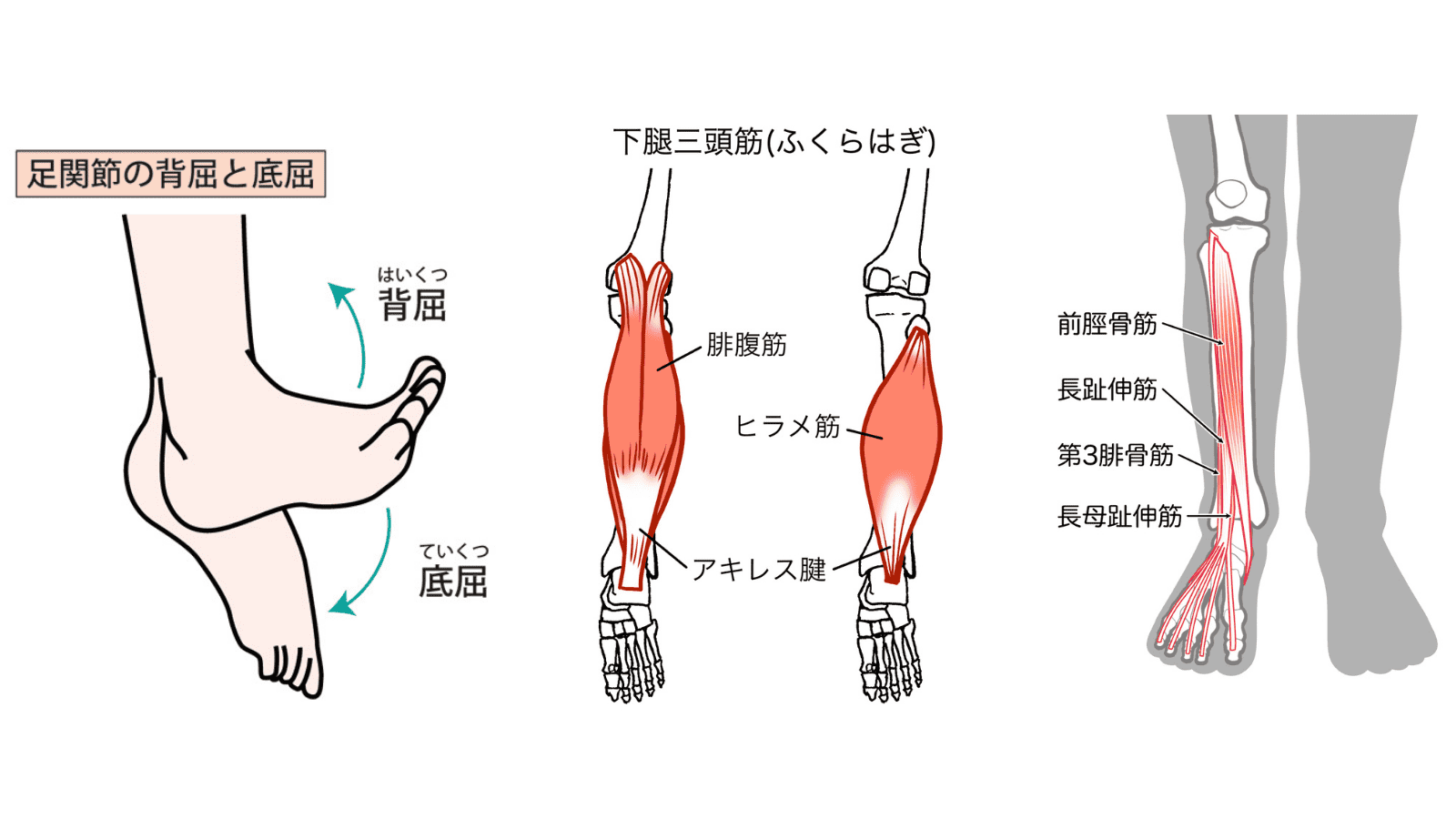足関節　背屈　底屈