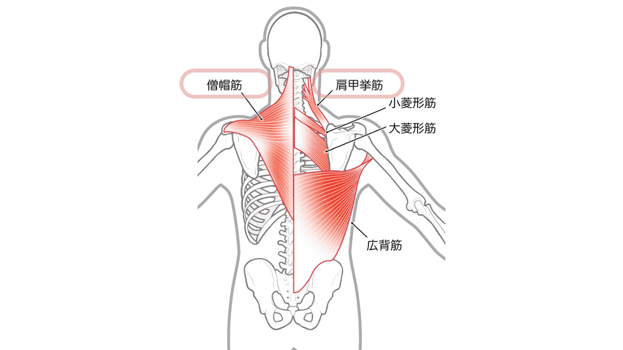 肩の筋肉