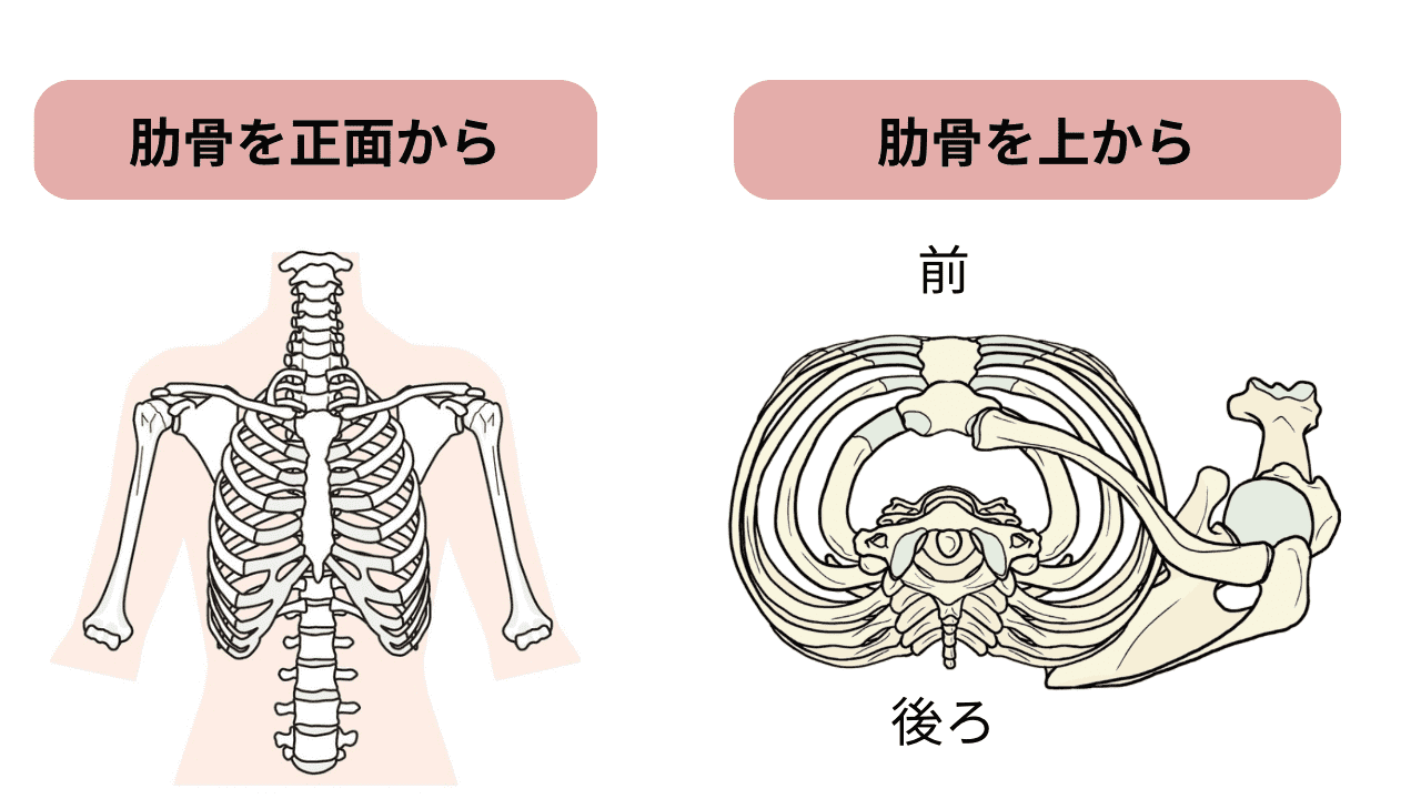 肋骨