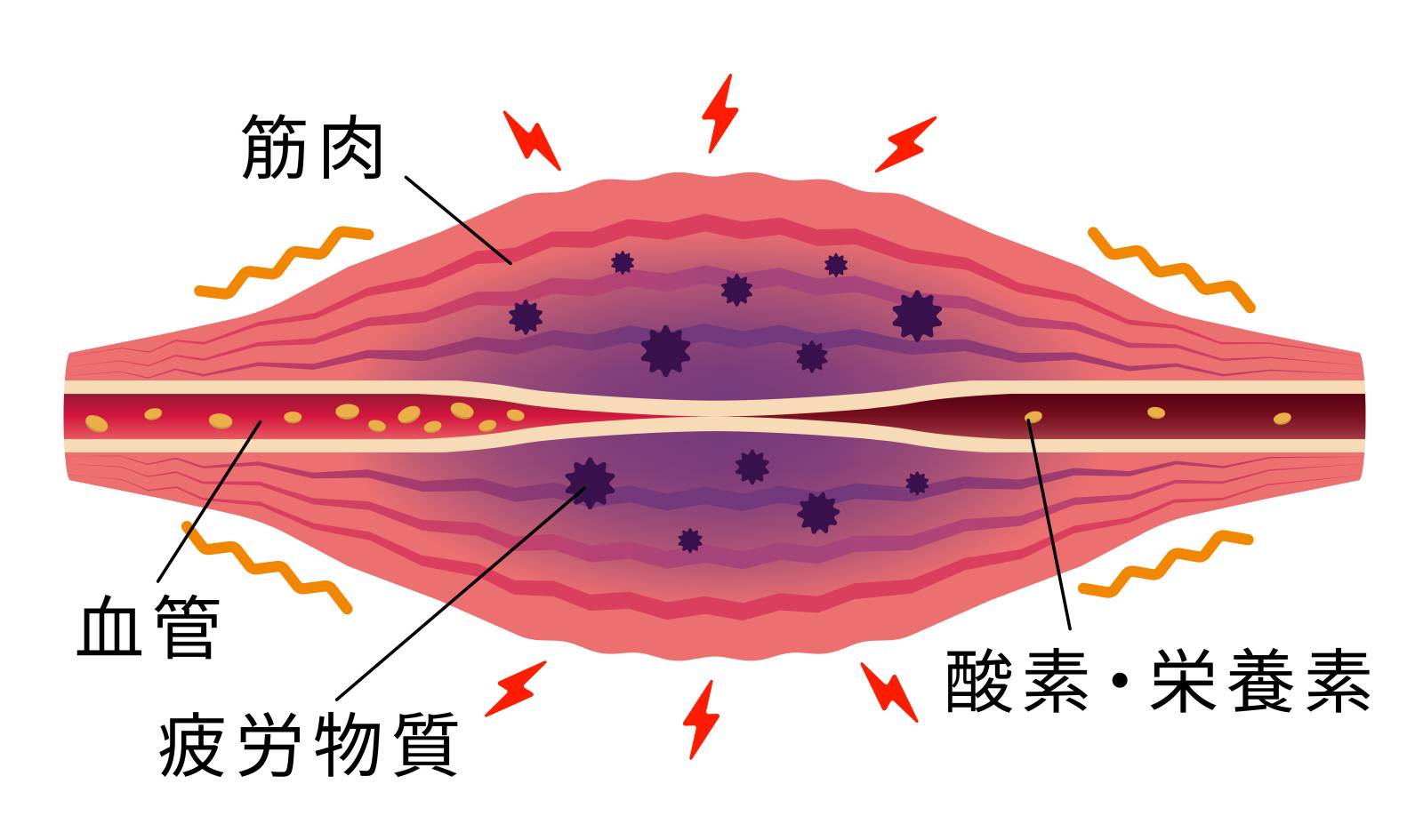 疲労物質