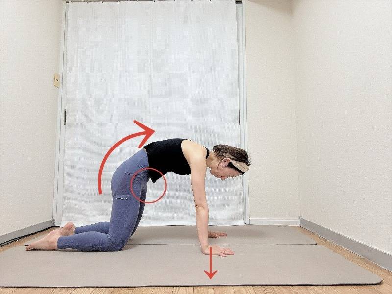 背中を軽く丸めて股関節を緩めた四つ這いの姿勢
