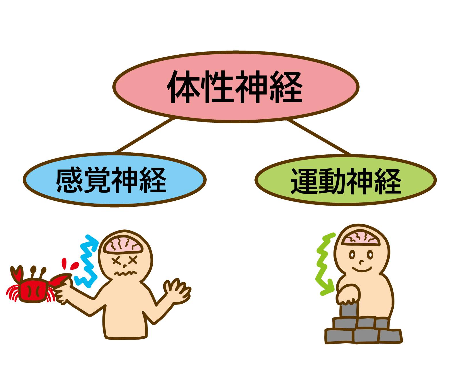 体性感覚