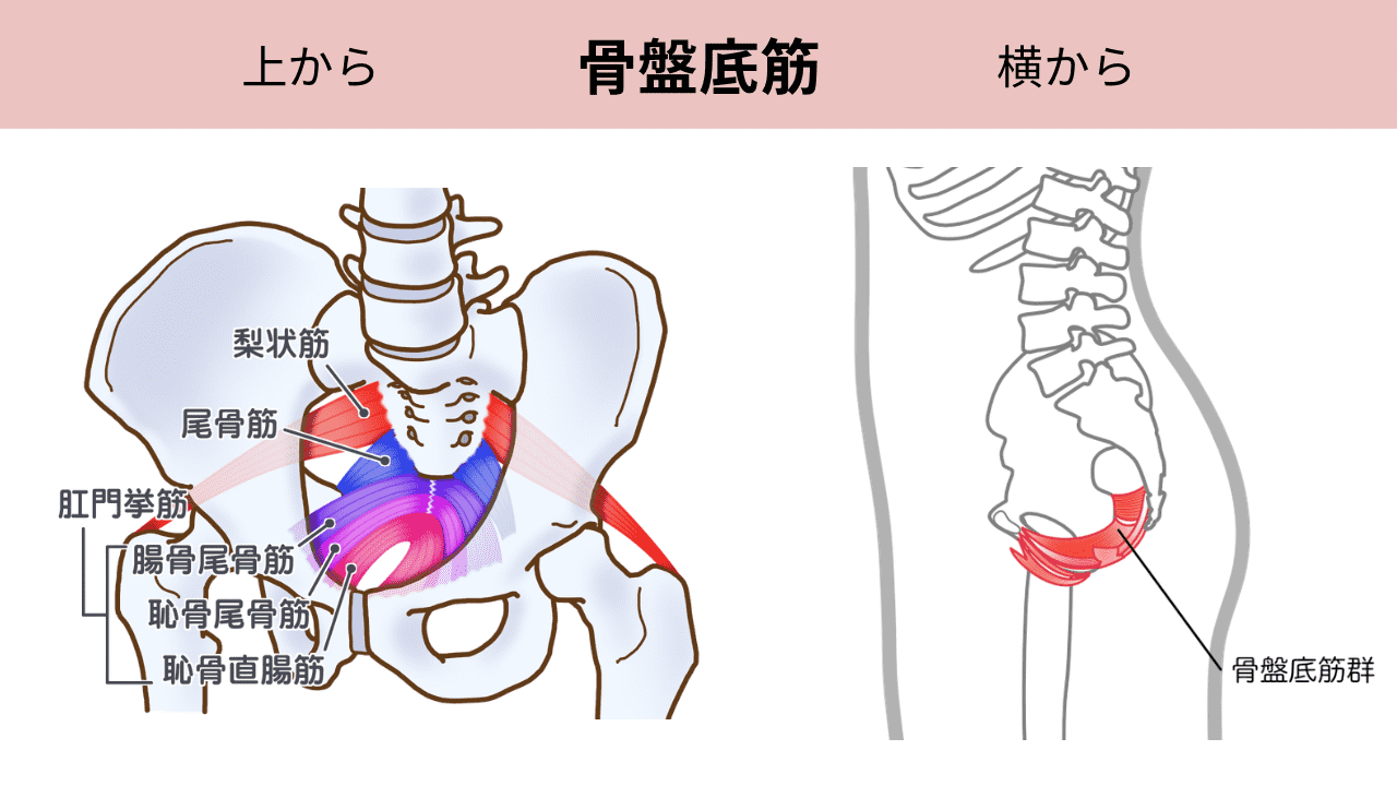 骨盤底筋