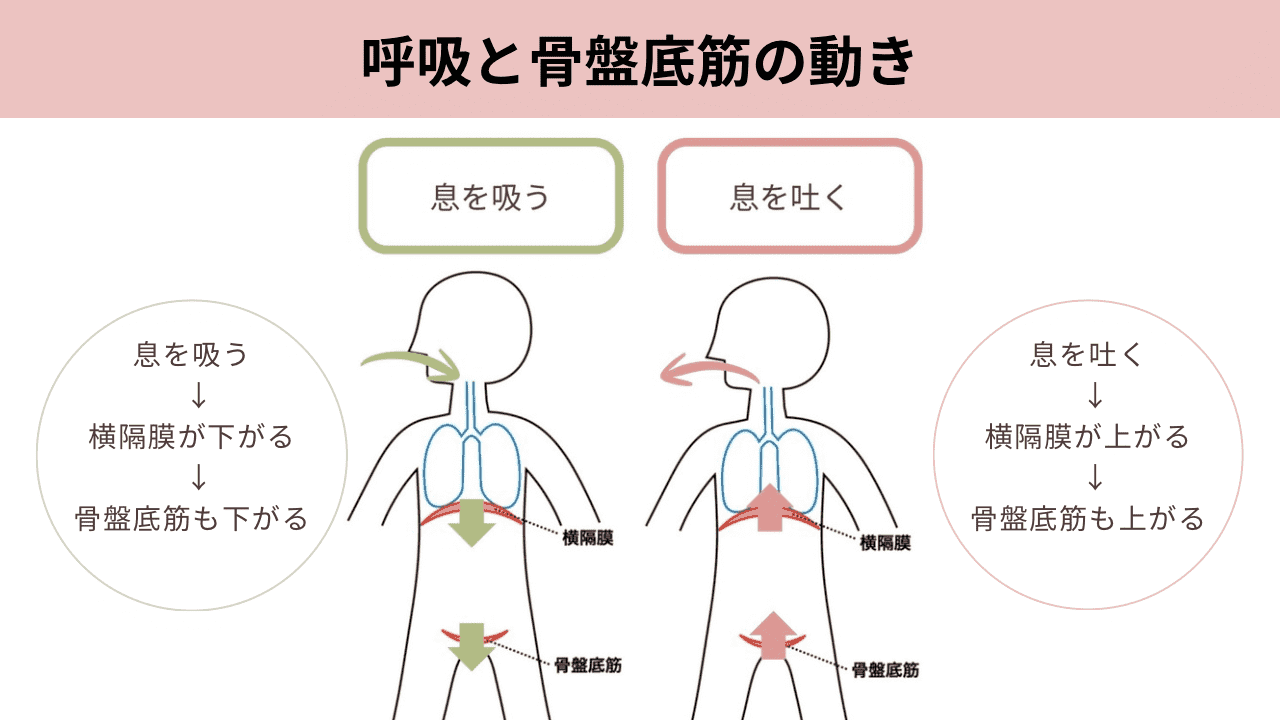 呼吸と骨盤底筋