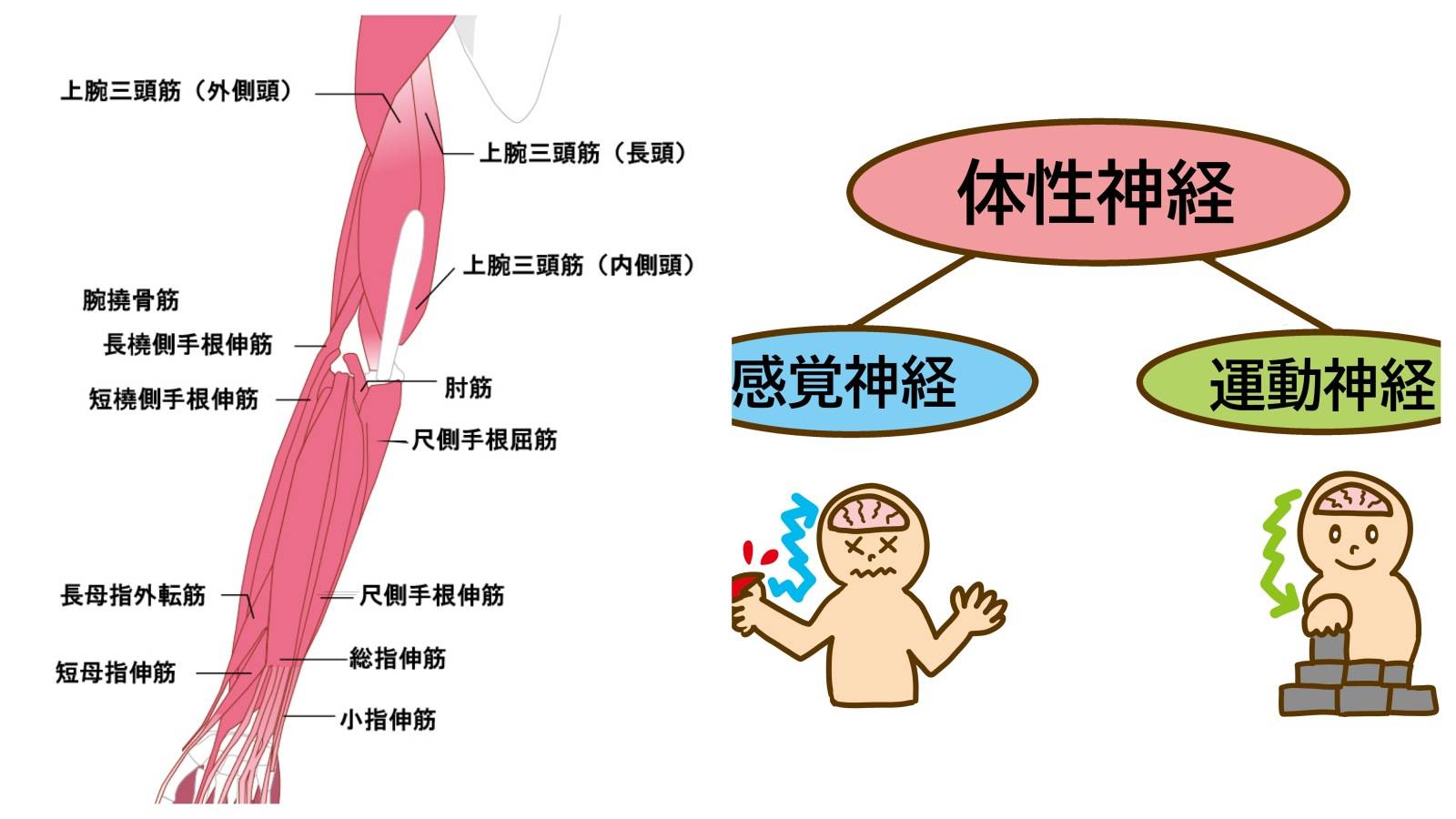 腕