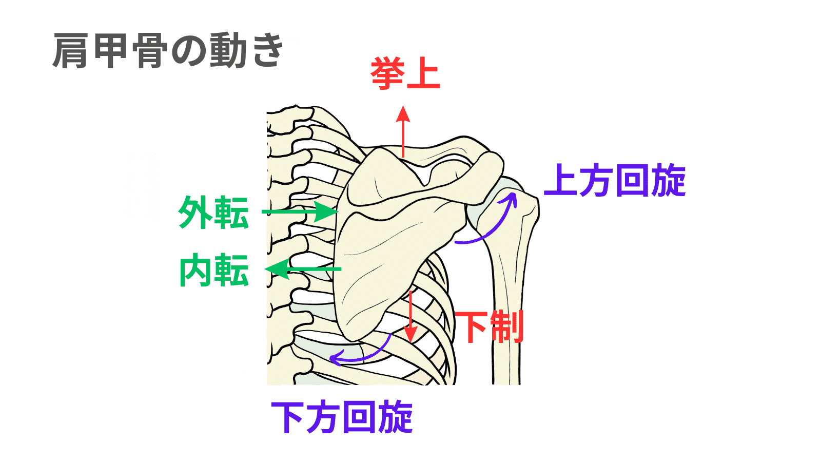 イラストAC　肩甲骨の動き
