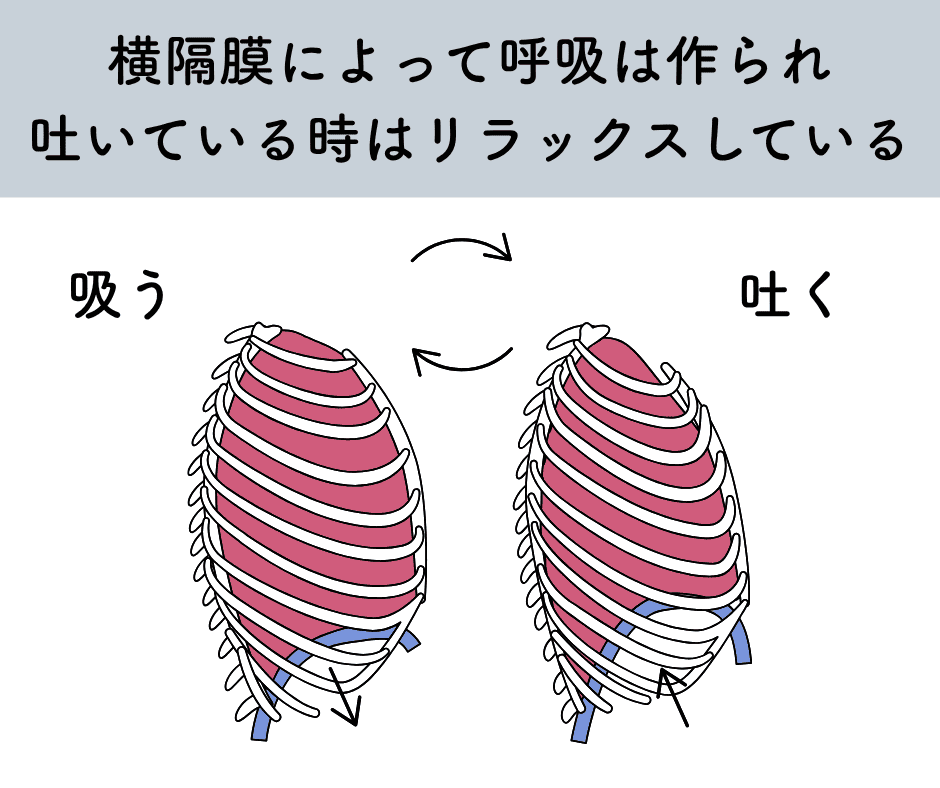 横隔膜の動き