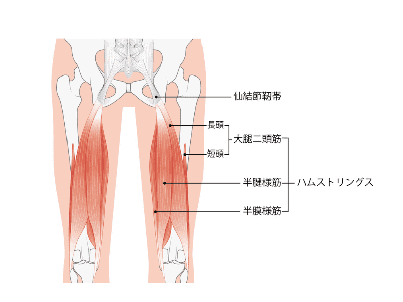 もも裏