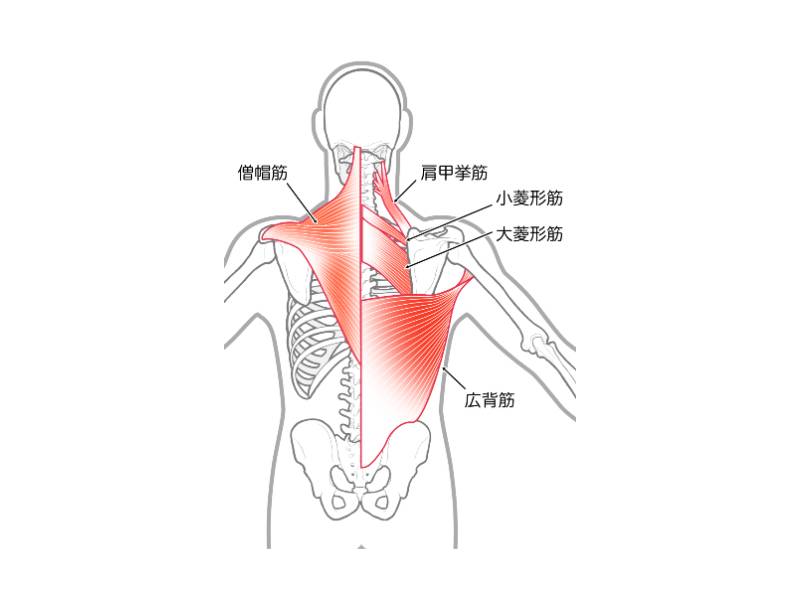 背中の筋肉