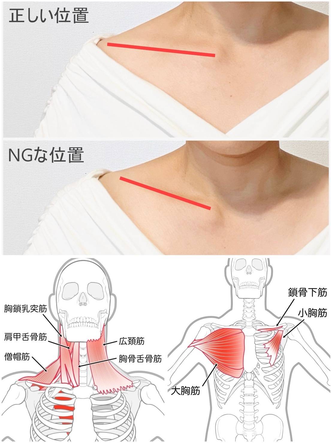 鎖骨周囲の筋肉