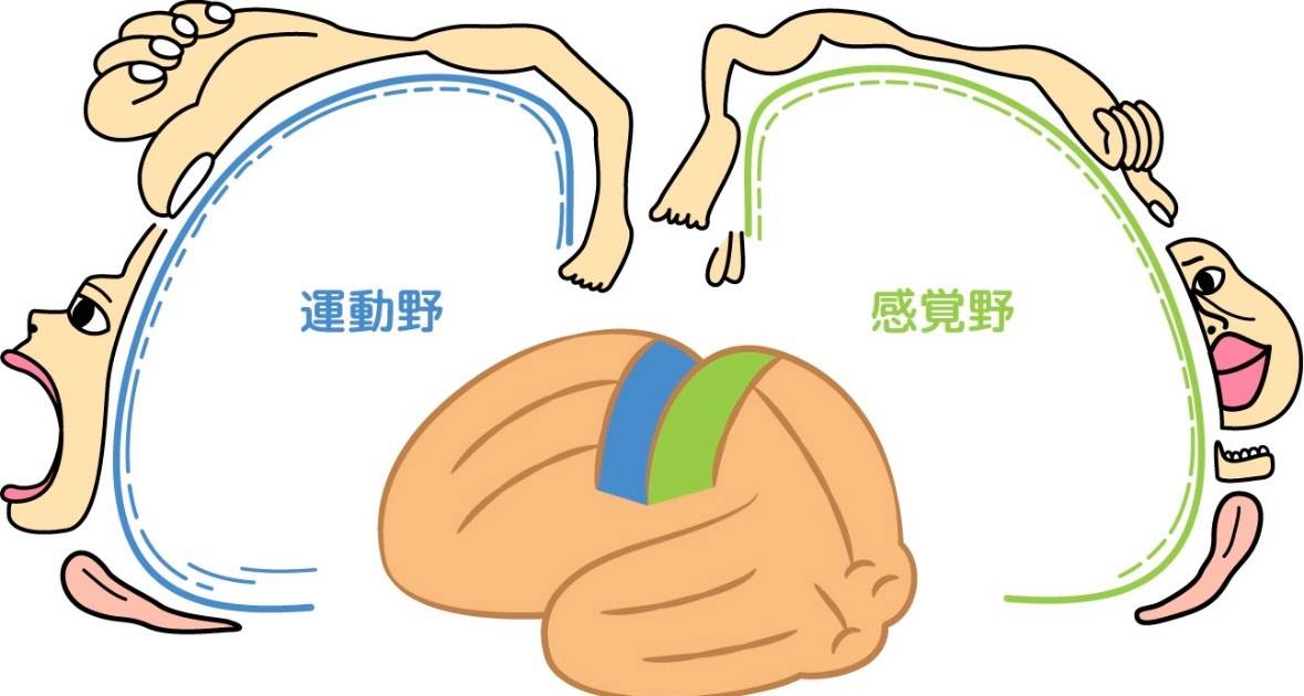 ペンフィールド