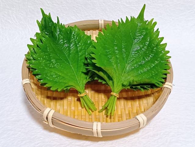大葉