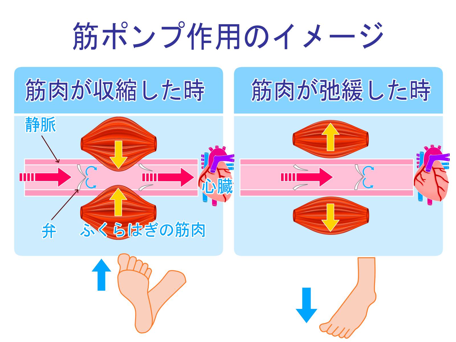 血流