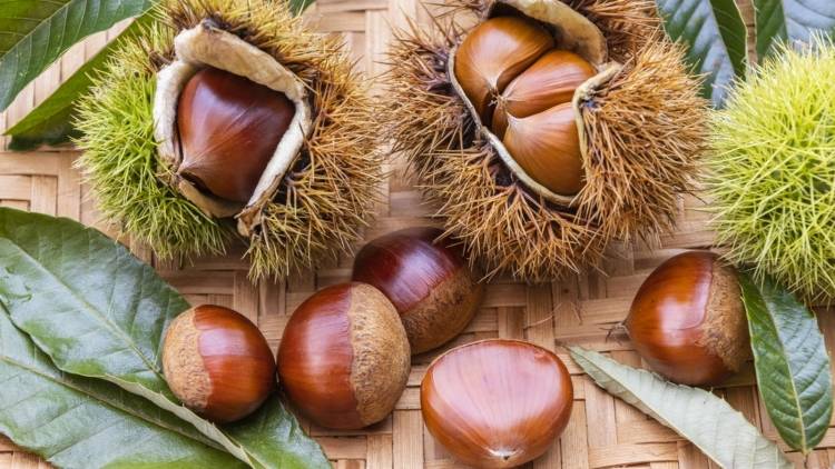 「栗は太る」は本当？実は食物繊維・ビタミンB1も摂れる秋の味覚、食べ方のコツ｜管理栄養士が解説