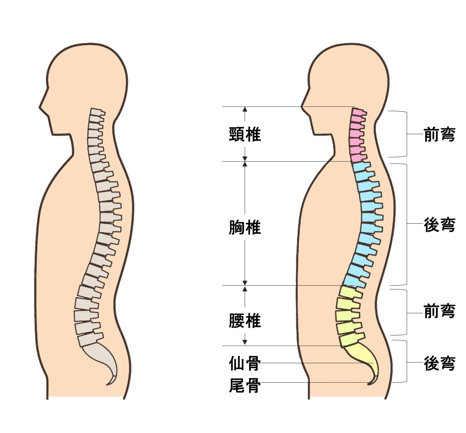 胸椎
