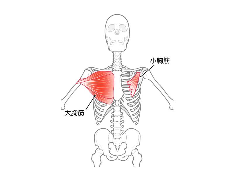 大胸筋・小胸筋