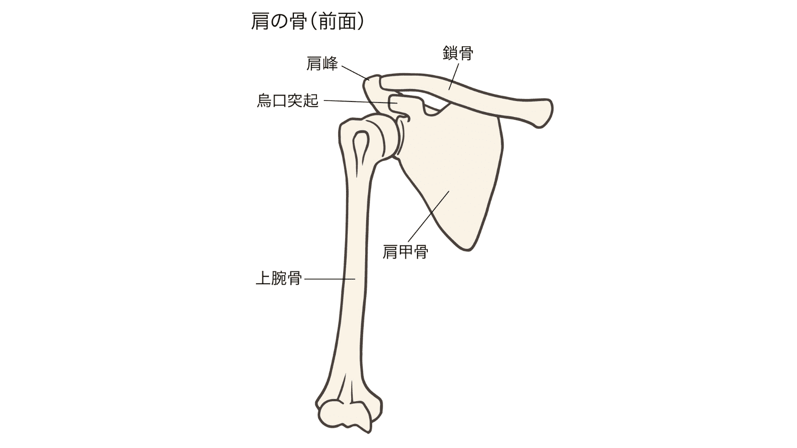 肩甲骨