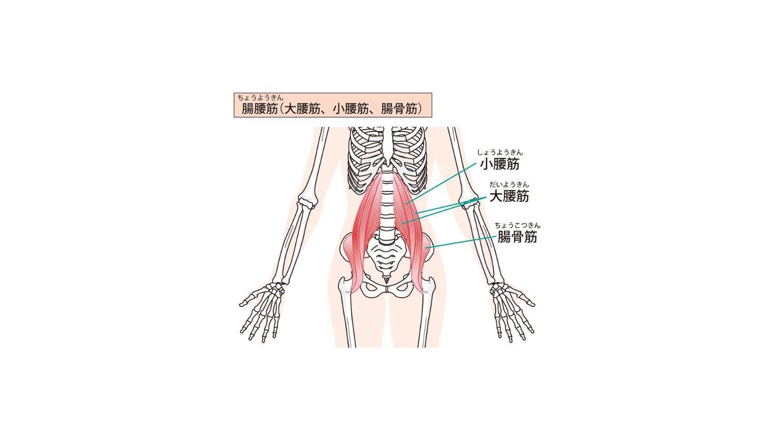 腸腰筋