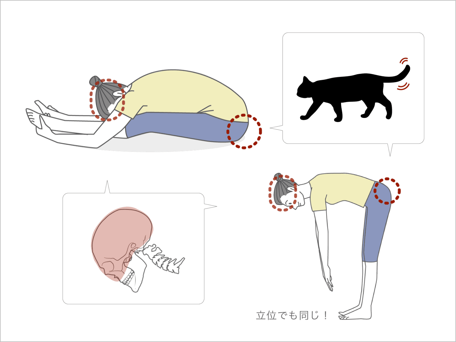 しっぽをイメージすることで、さらに脊椎が伸びて股関節が動く