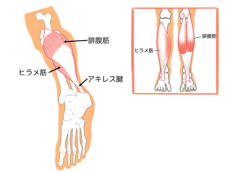 ふくらはぎの筋肉