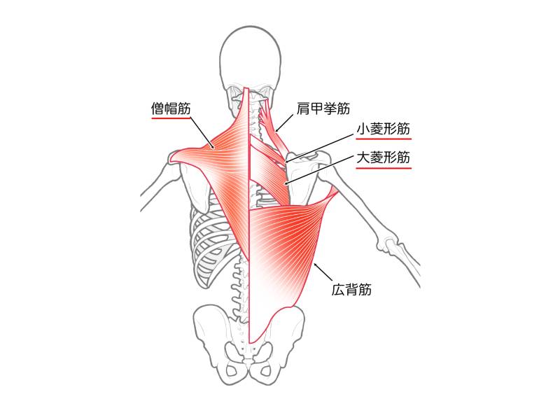 僧帽筋・菱形筋