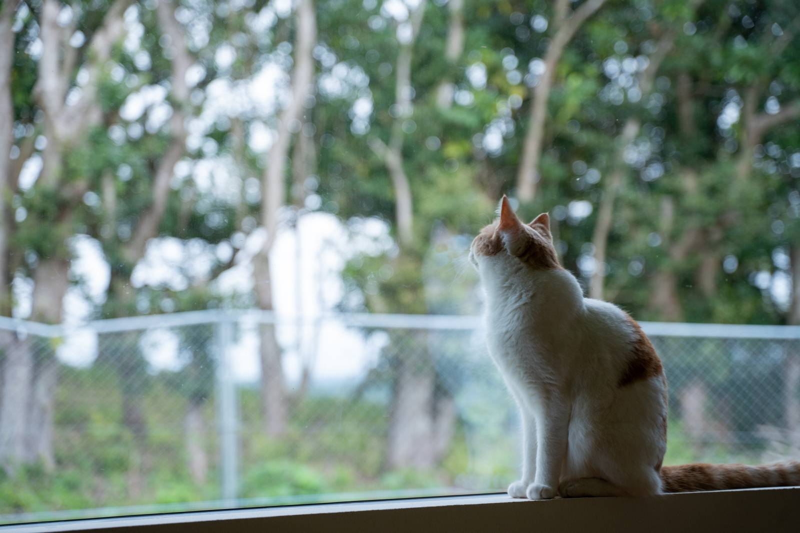 写真提供: mio