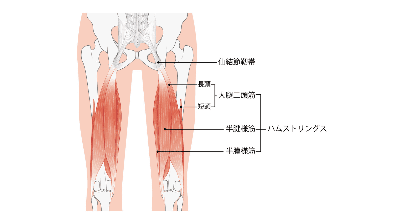 ハムストリングス　イラスト