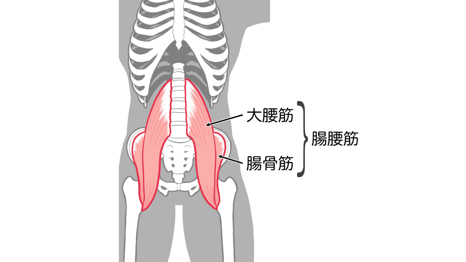 腸腰筋　イラスト