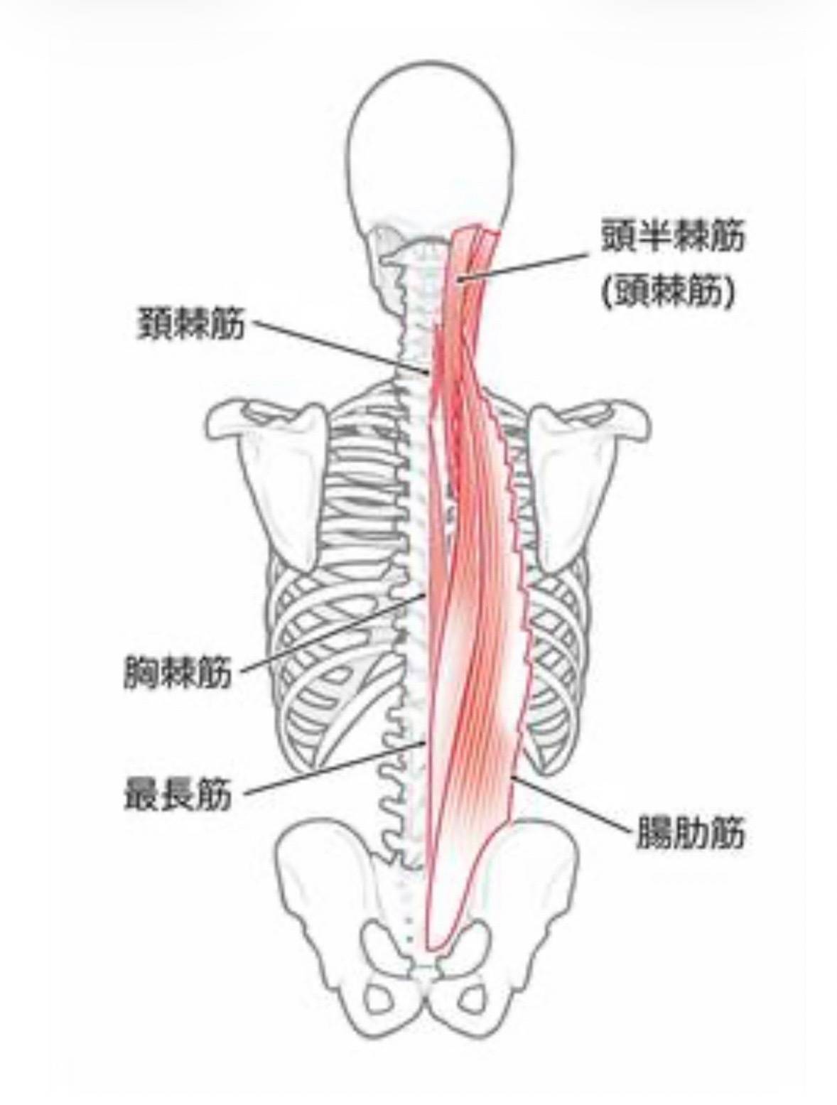 背筋