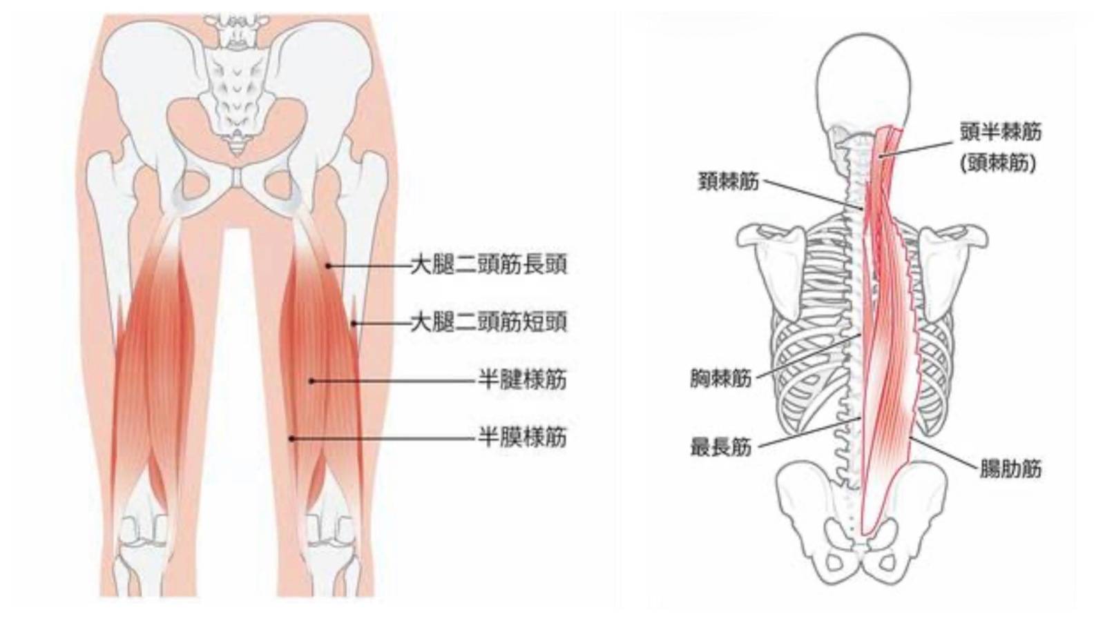 筋肉