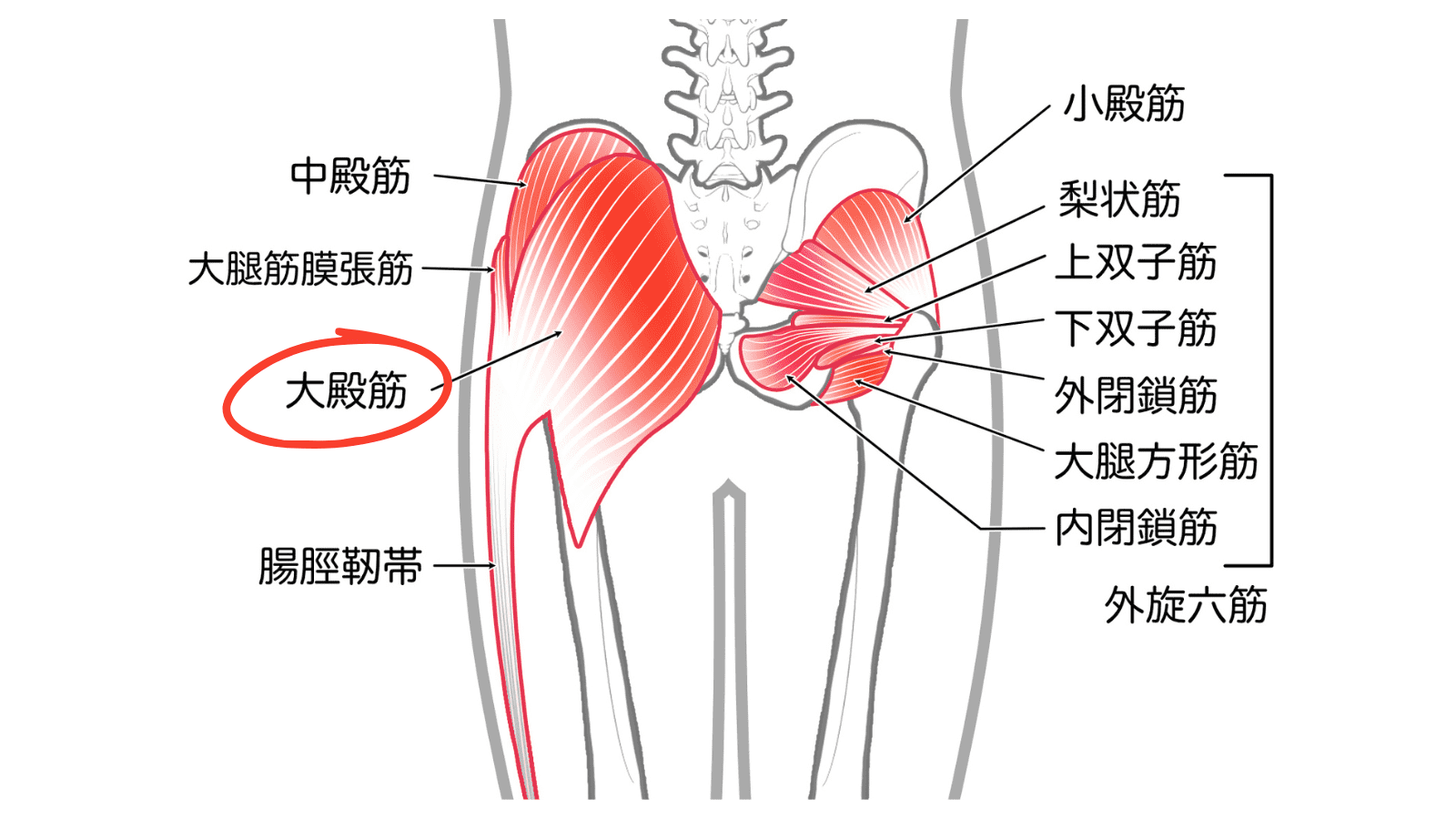 イラスト　大殿筋