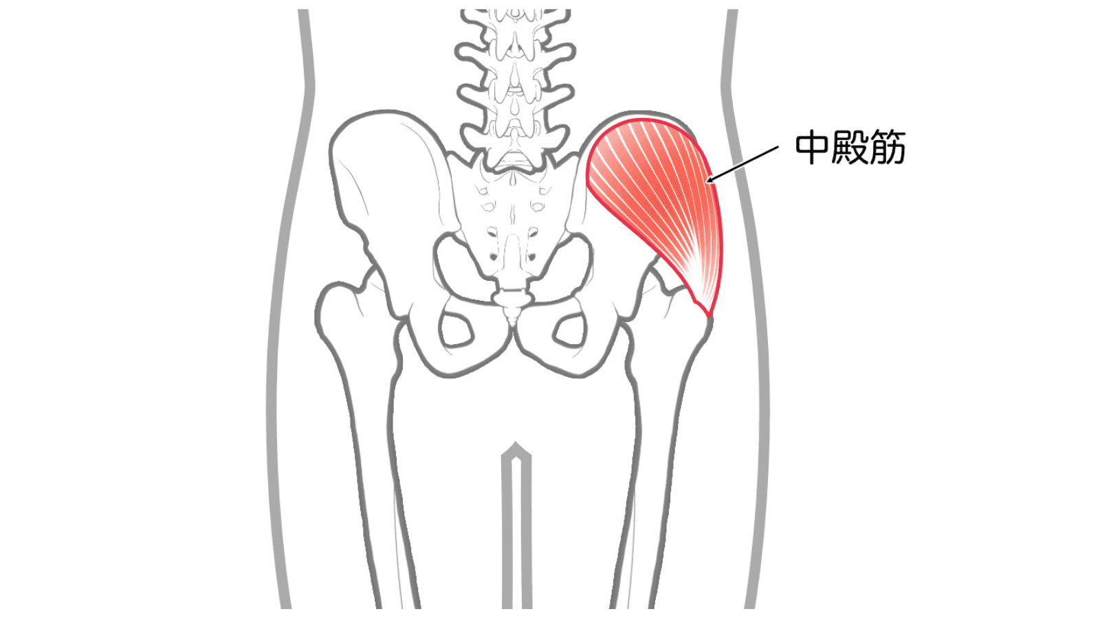 イラスト　中殿筋