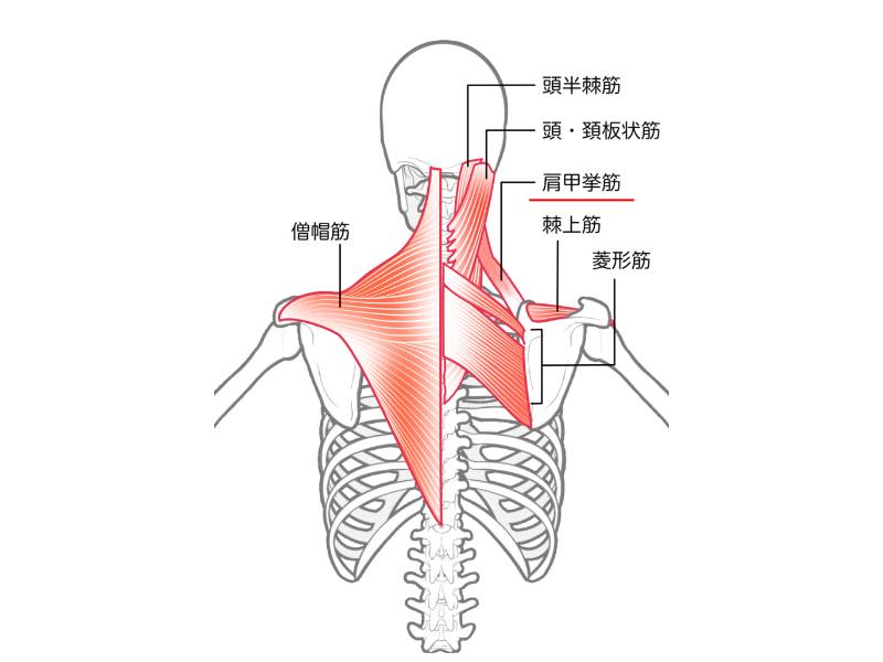 肩甲挙筋