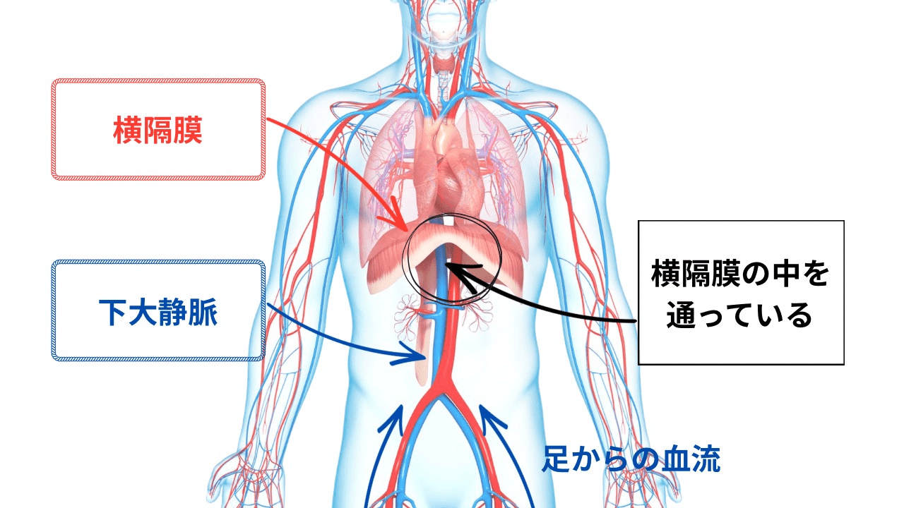 横隔膜
