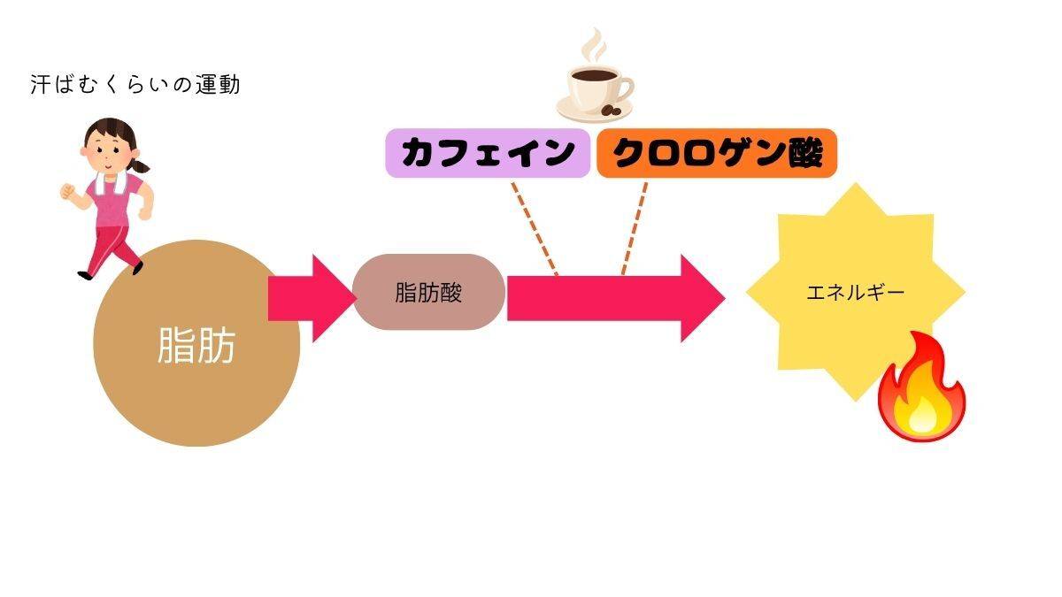 脂肪燃焼
