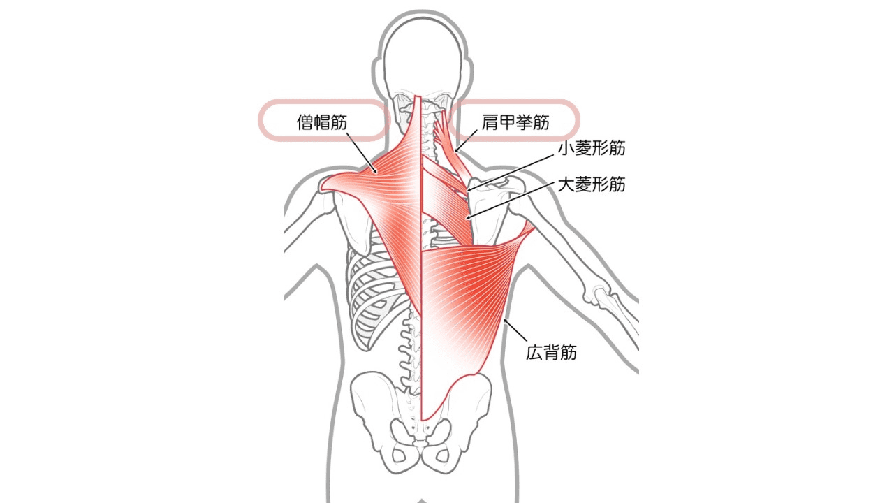 僧帽筋