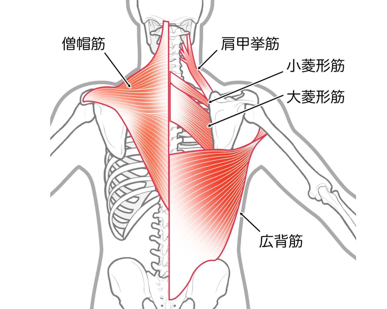 背中