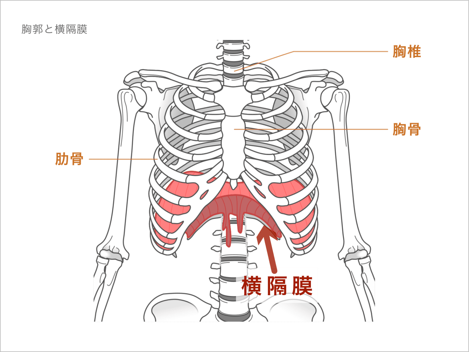胸郭と横隔膜